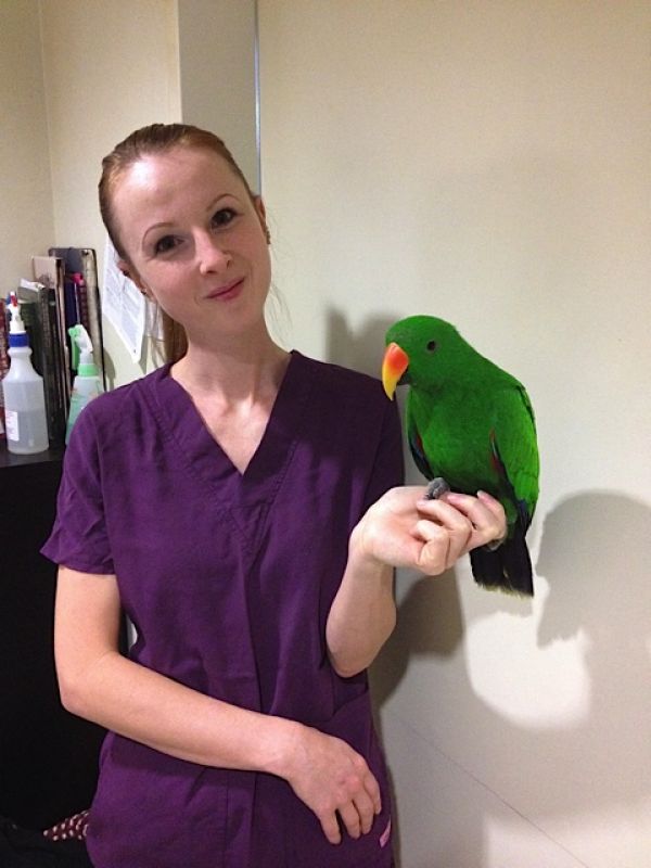 Amber and eclectus parrot2 160114